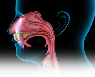 Nose and sinus anatomy