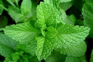 Picture of mint leaves