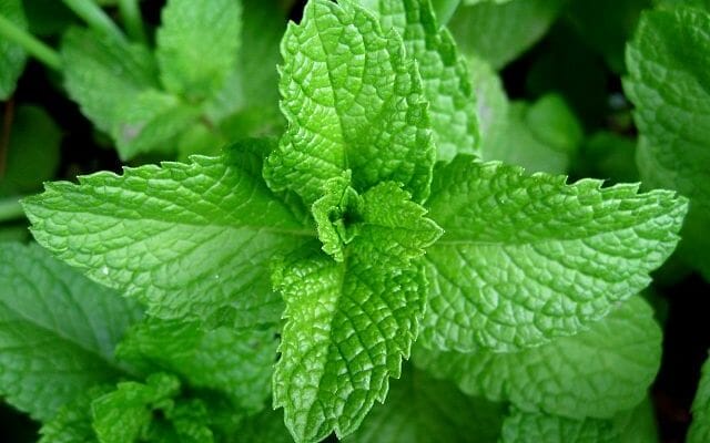 Picture of mint leaves