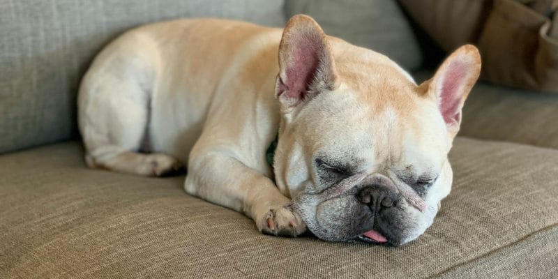 Sleeping French Bulldog - a brachiocephalic species that snores while sleeping
