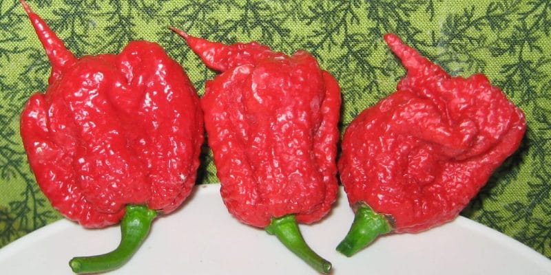 Carolina reaper pepper pods