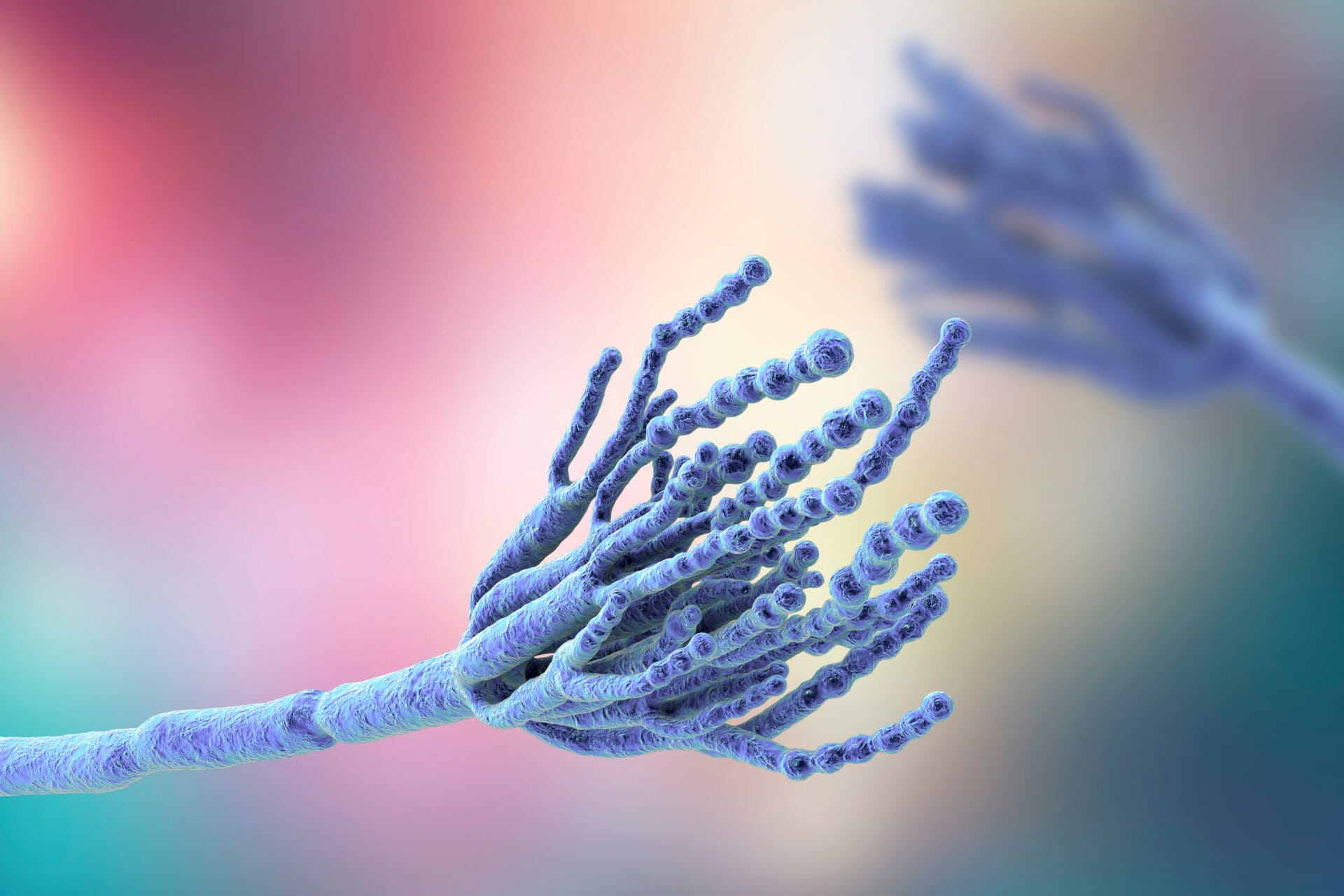 Fungal Sinusitis - SinusHealth